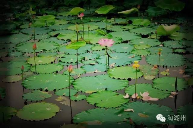 ������10������ͺɵ�