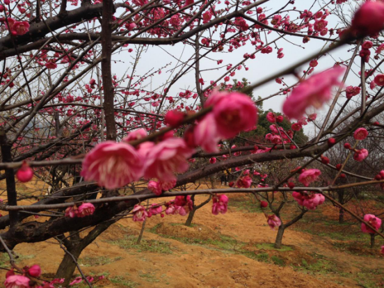 2��÷������԰