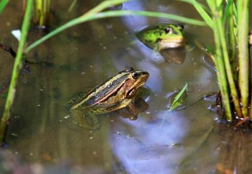 ��ȡ����һƬ