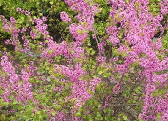 ˵˵��ɽ�ϻ���