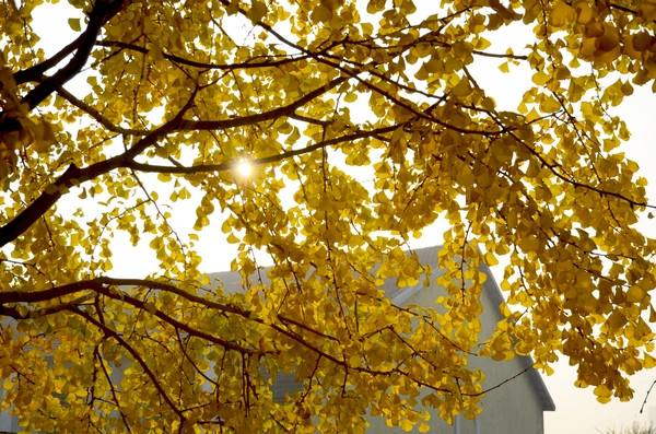 Ѱ��Ⱥ¥�е�������