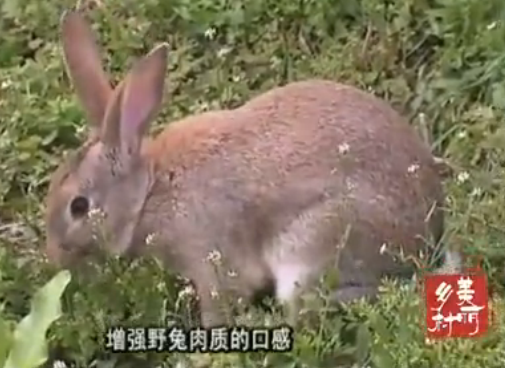 ����������ý�