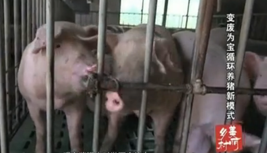 ���Ϊ��ѭ��������ģʽ