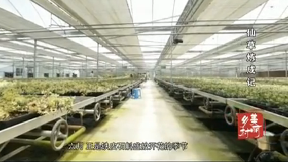 �ɲ����ɼ�