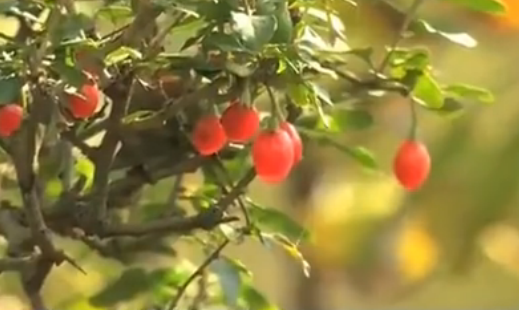 ��ɽ��ġ���ʯ��������