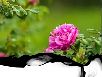 Ʒ���������� �͡��鶯���������