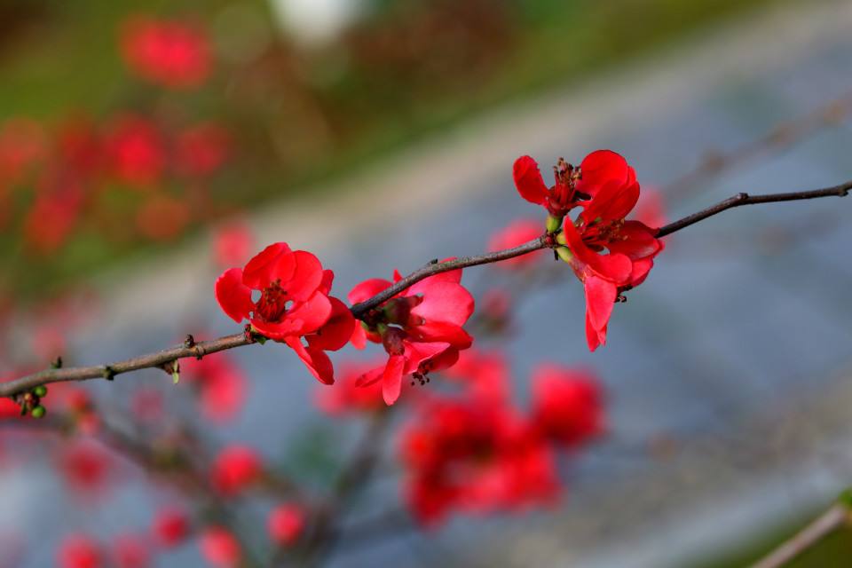 һ��ٿ��ĺ�÷