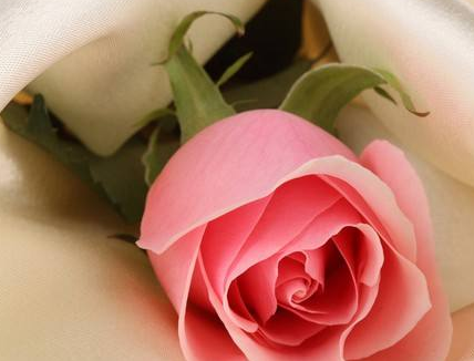 �˺ӱߵ�õ�廨