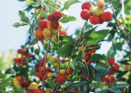 ��ǰһ����