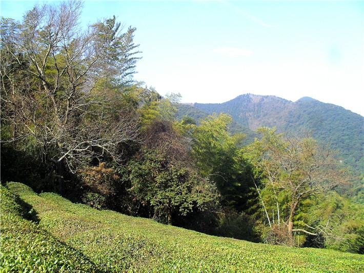 ������ɽ������˵