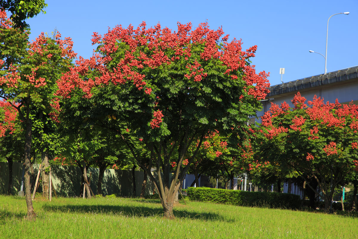 �����ٿ�������