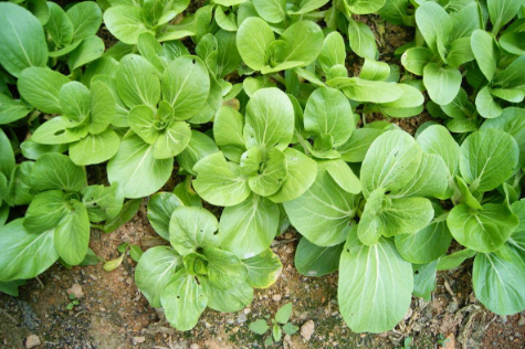 ������ĵ�԰