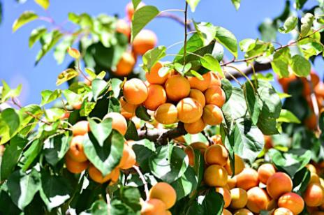 ���������Ӷ�ζ