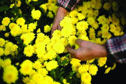 ��԰����