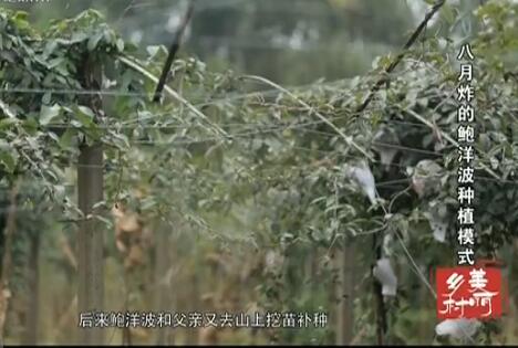 ����ը�ı�����ֲģʽ