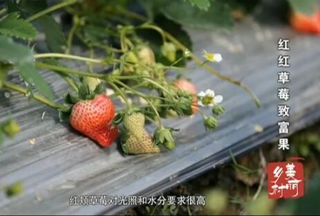 ����ݮ�¸���