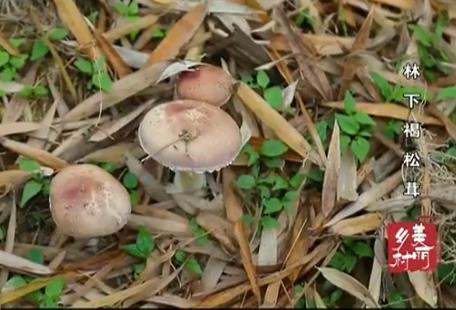 ���º�����