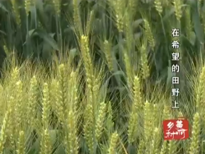 ��ϣ������Ұ��