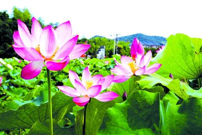 ��ׯ��Ц��