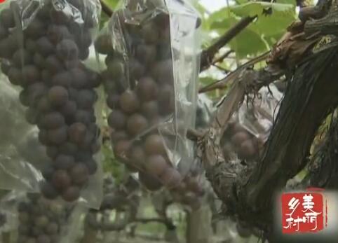 ���ֵ����ѡ���������