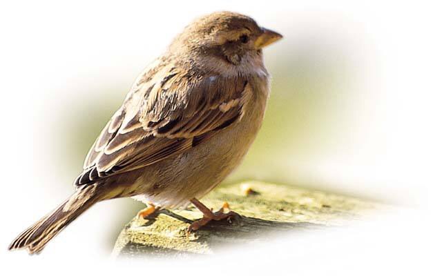 ��ȸ����