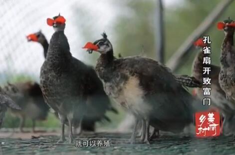 ��ȸ�ȿ��¸���