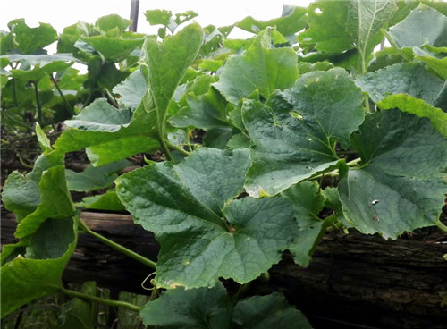 ��ɫ����֯��̫���ϵ����