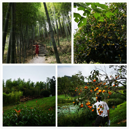 ���ɽ�￴����